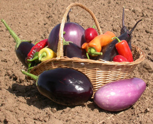 Eggplants and hot peppers