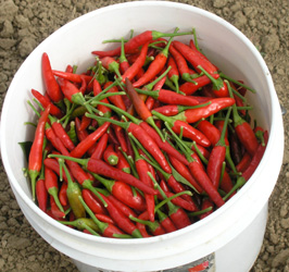 Asian type hot peppers