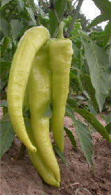 Hungarian wax type peppers