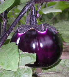 An attractive round eggplants just waiting to be picked