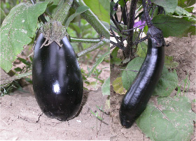 Teardrop and Asian type eggplants